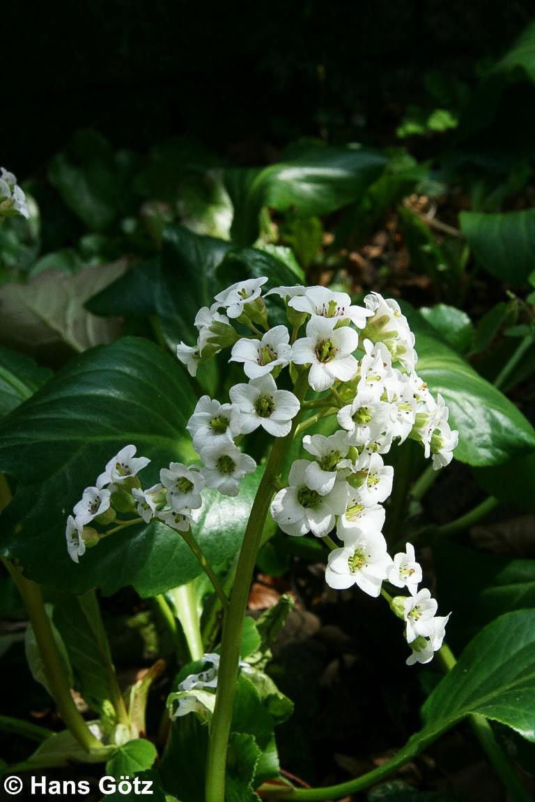 Bergenie 'Bressingham White' (Bergenia cordifolia)