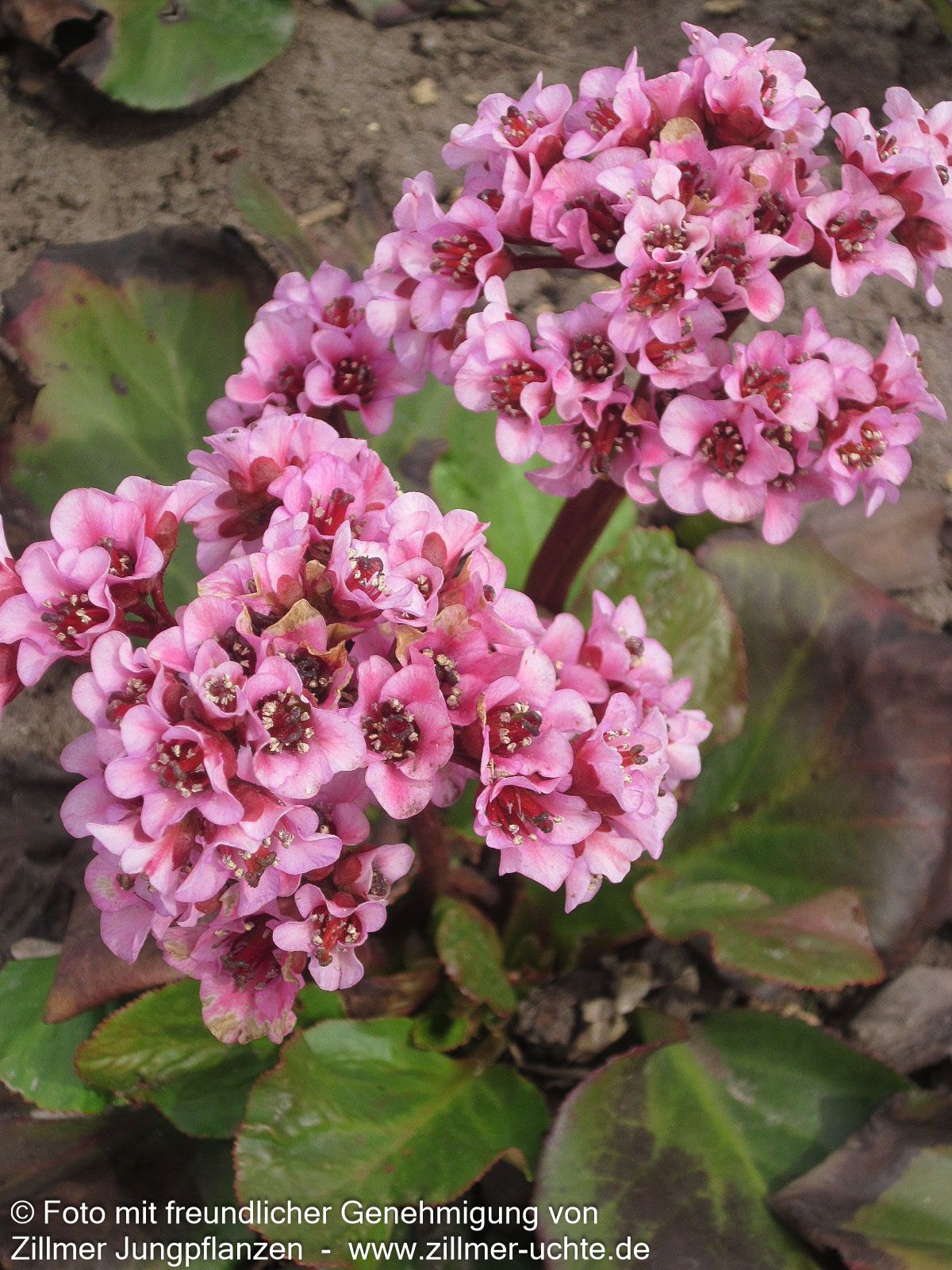 Bergenie 'Herbstblüte' (Bergenia cordifolia)