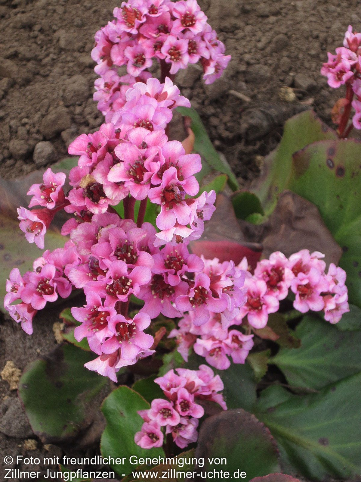 Bergenie 'Herbstblüte' (Bergenia cordifolia)