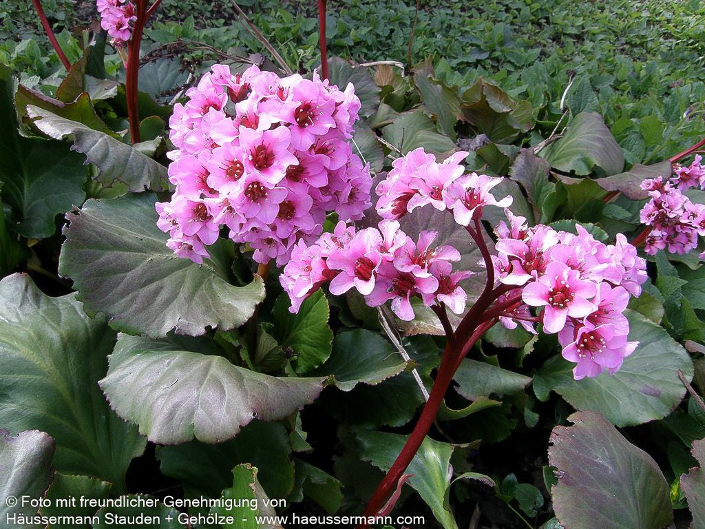 Bergenie 'Herbstblüte' (Bergenia cordifolia)