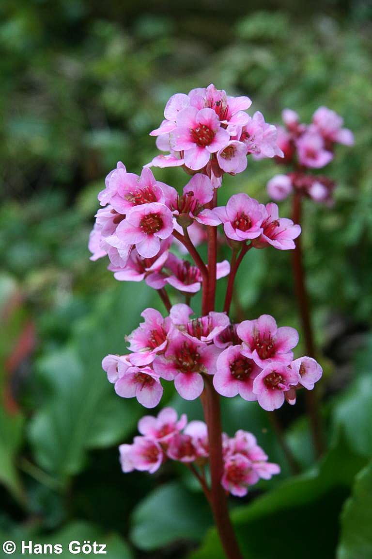Bergenie 'Herbstblüte' (Bergenia cordifolia)