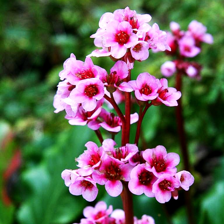 Bergenie 'Herbstblüte' (Bergenia cordifolia)