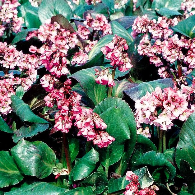 Bergenie 'Rosi Klose' (Bergenia cordifolia)