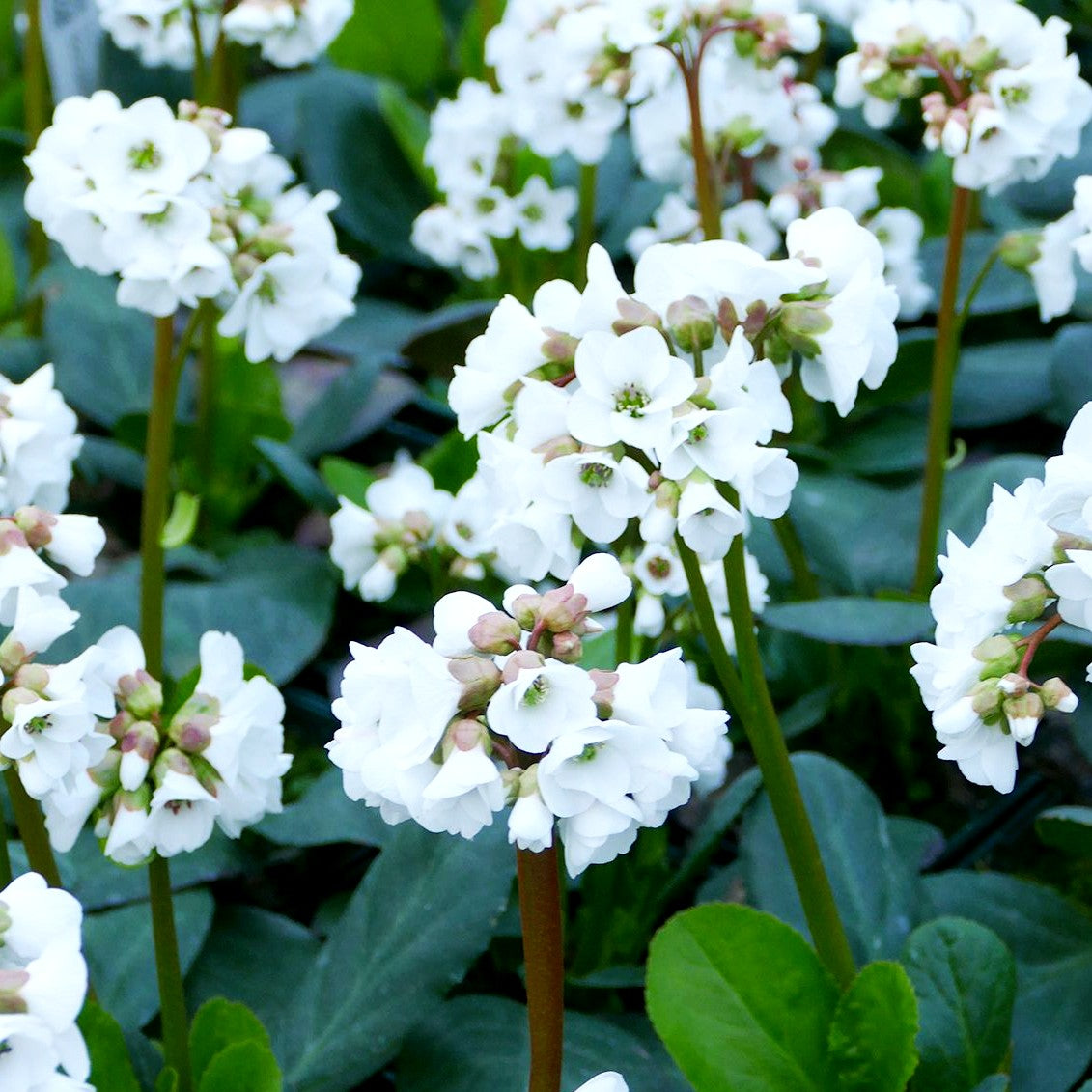 Bergenie 'Schneekristall' (Bergenia cordifolia)