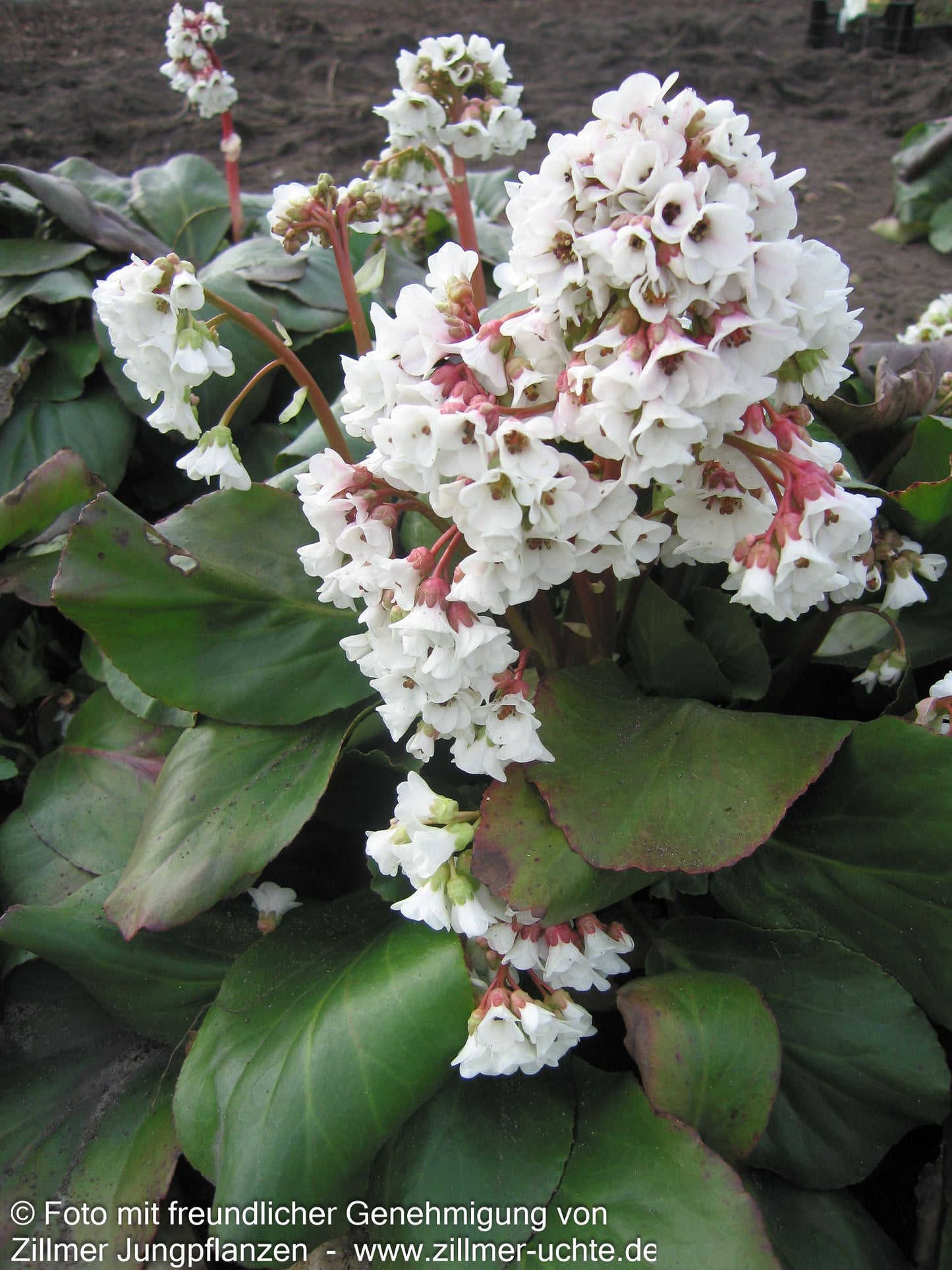 Bergenie 'Silberlicht' (Bergenia cordifolia)