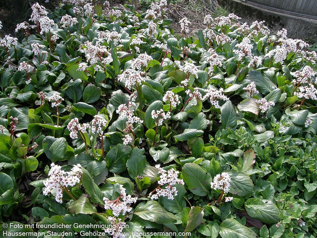 Bergenie 'Silberlicht' (Bergenia cordifolia)