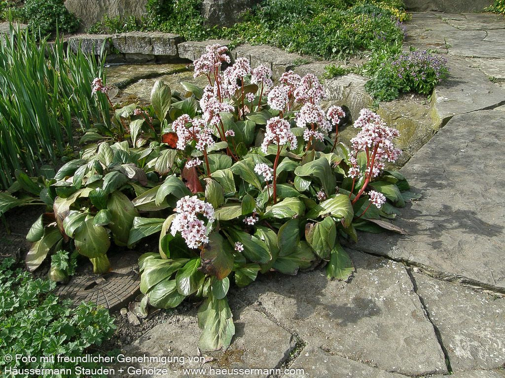 Bergenie 'Silberlicht' (Bergenia cordifolia)