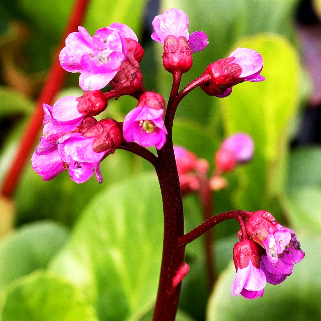 Bergenie 'Winterglut' (Bergenia cordifolia)