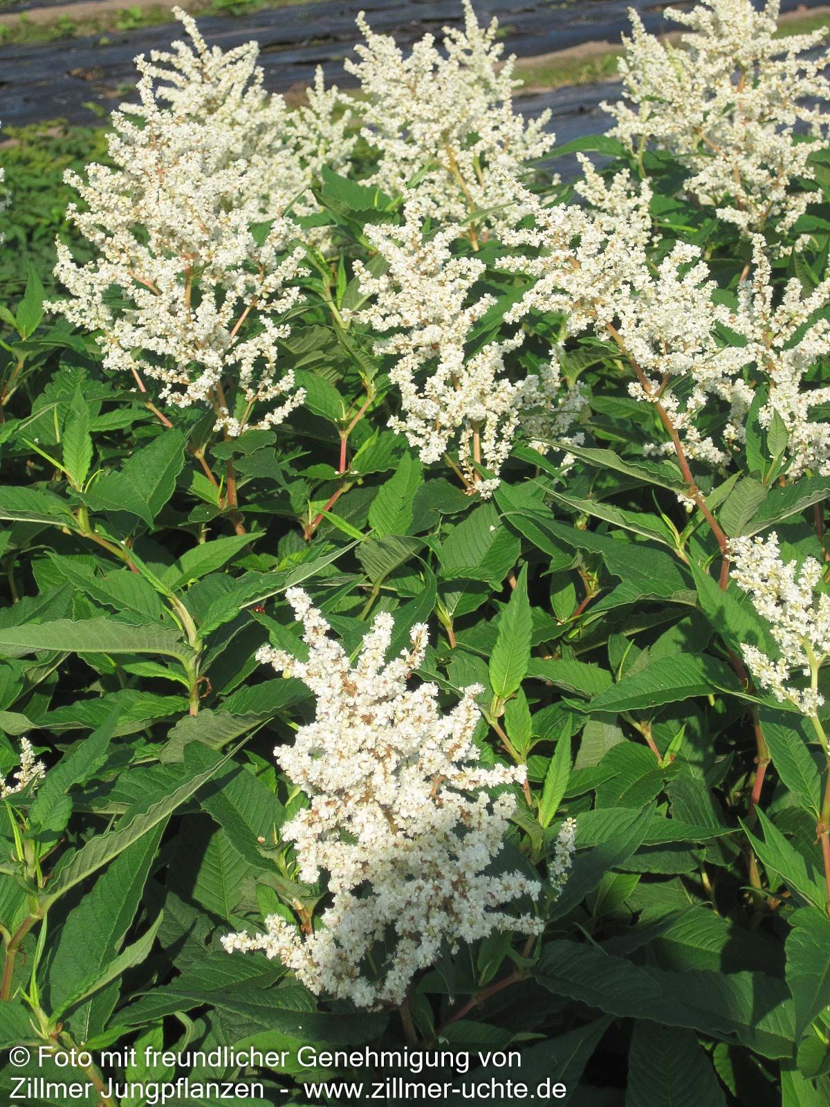 Bergknöterich 'Johanniswolke' (Aconogonon speciosum)