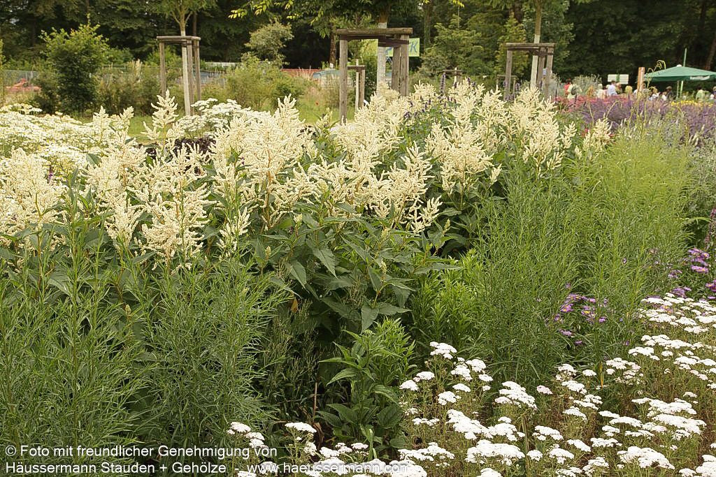 Bergknöterich 'Johanniswolke' (Aconogonon speciosum)