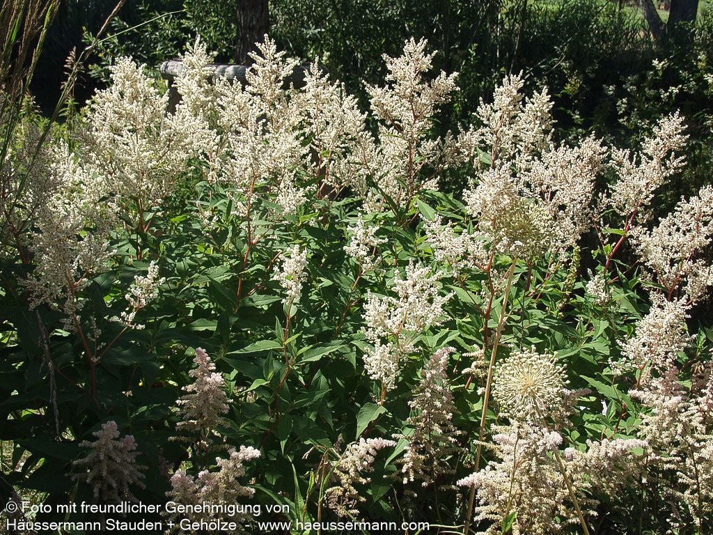 Bergknöterich 'Johanniswolke' (Aconogonon speciosum)