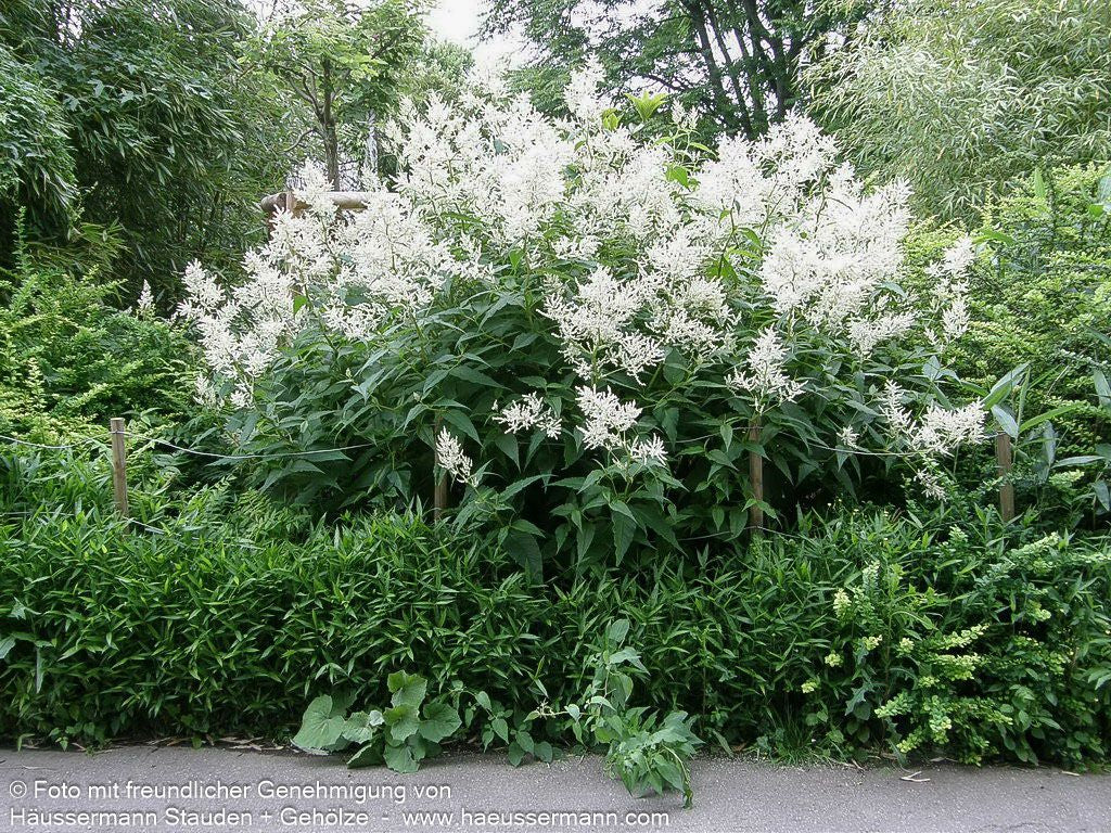 Bergknöterich 'Johanniswolke' (Aconogonon speciosum)