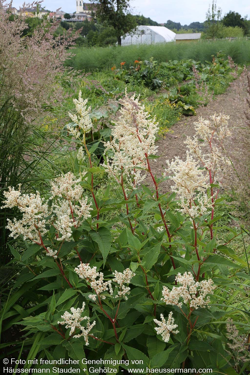 Bergknöterich 'Johanniswolke' (Aconogonon speciosum)