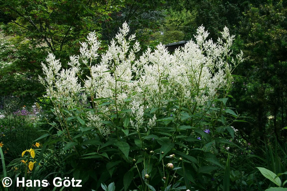 Bergknöterich 'Johanniswolke' (Aconogonon speciosum)