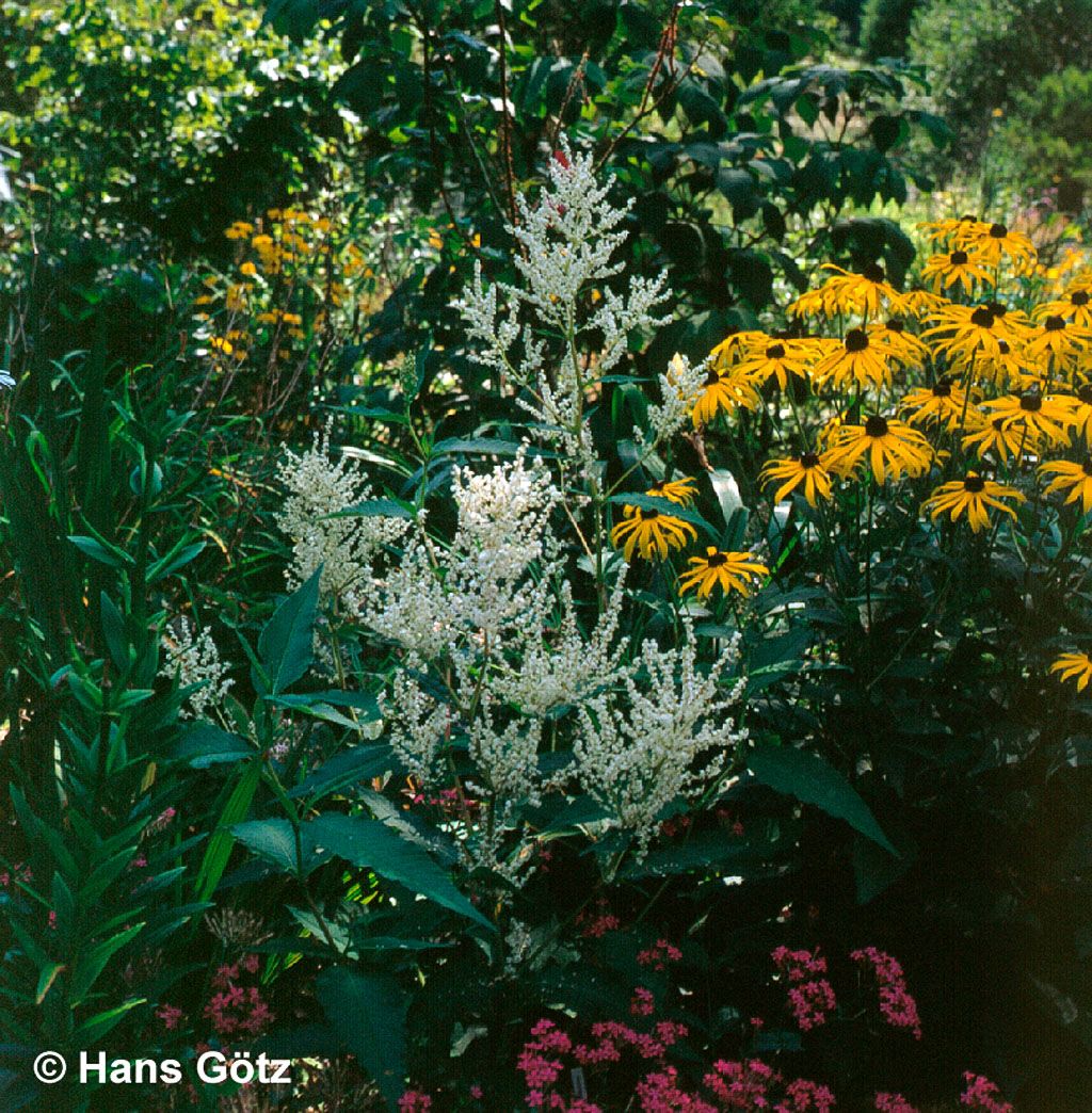Bergknöterich 'Johanniswolke' (Aconogonon speciosum)