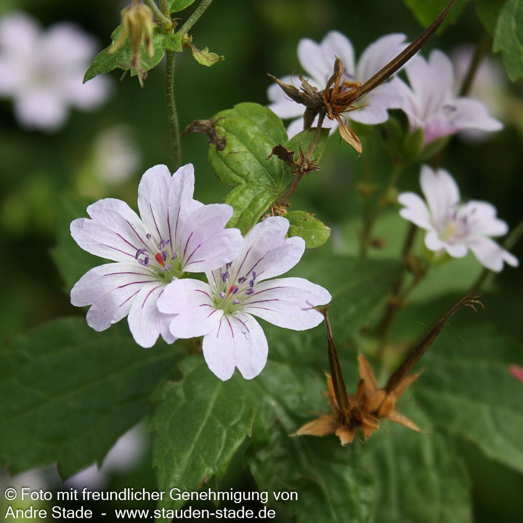 Bergwald-Storchschnabel (Geranium nodosum)