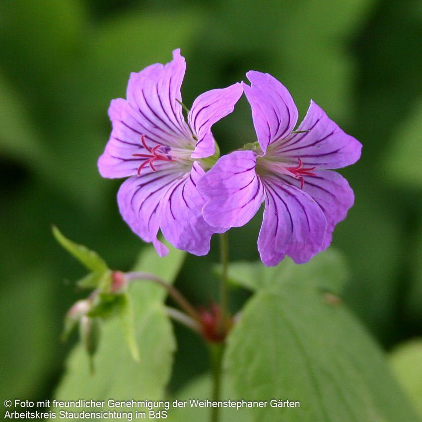Bergwald-Storchschnabel (Geranium nodosum)