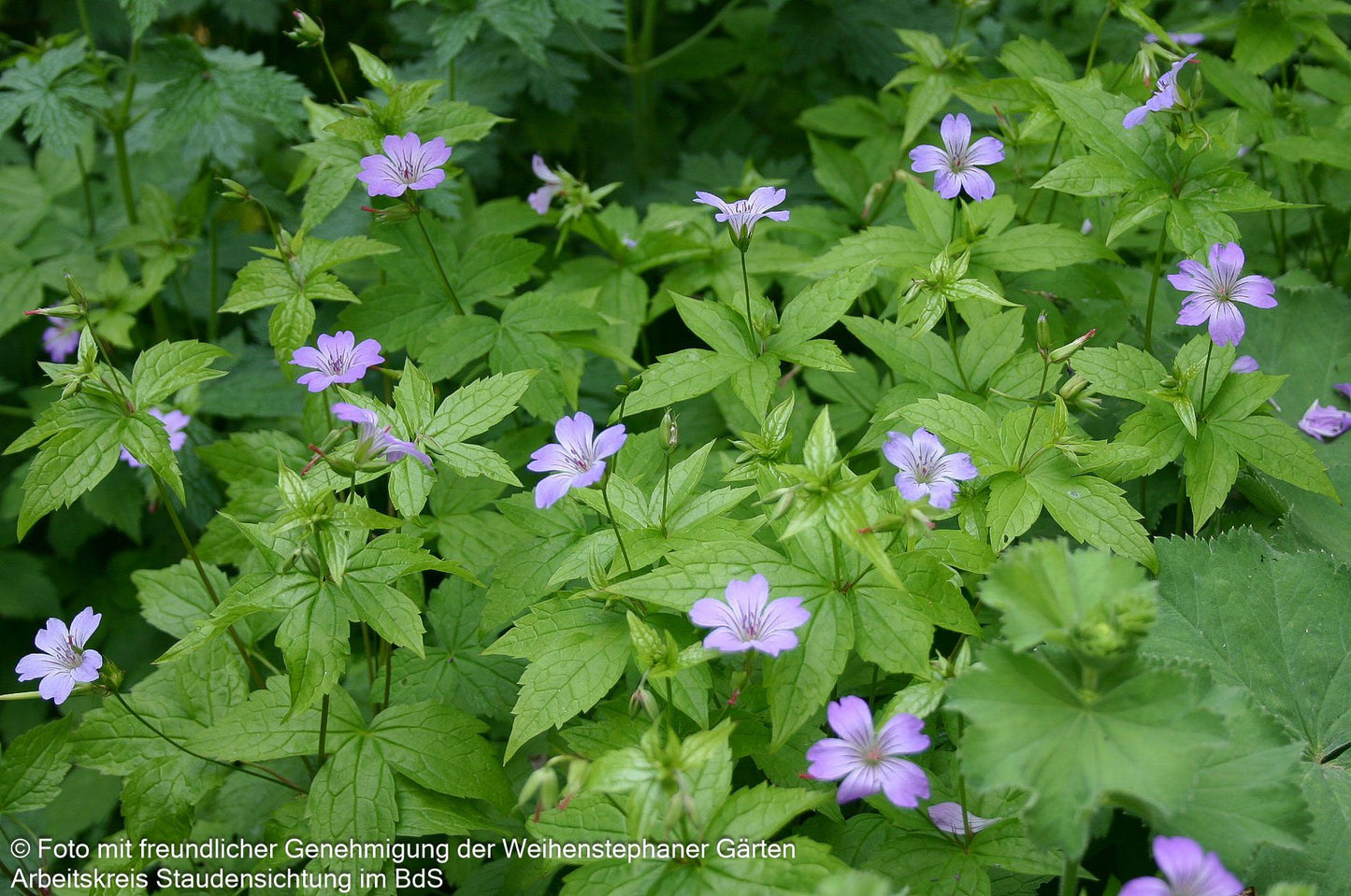 Bergwald-Storchschnabel (Geranium nodosum)