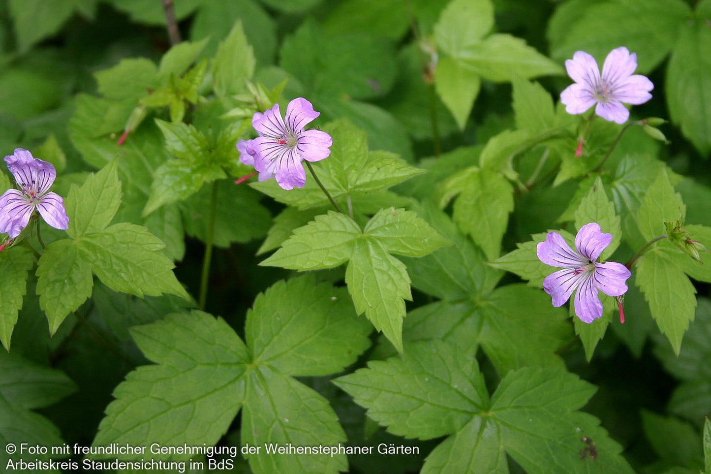 Bergwald-Storchschnabel (Geranium nodosum)