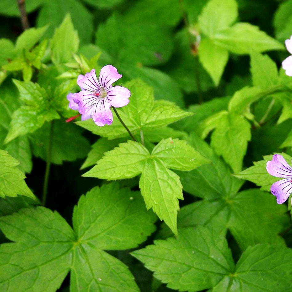 Bergwald-Storchschnabel (Geranium nodosum)