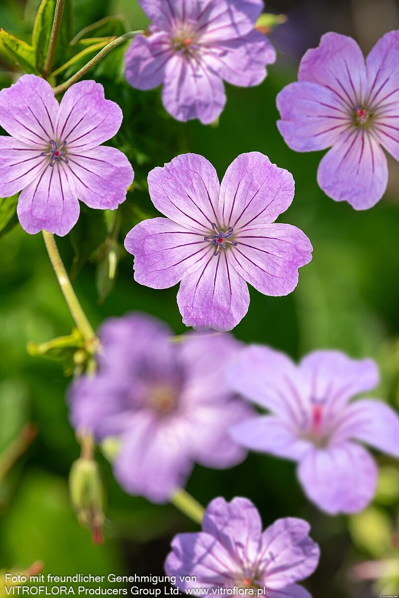 Bergwald-Storchschnabel (Geranium nodosum)
