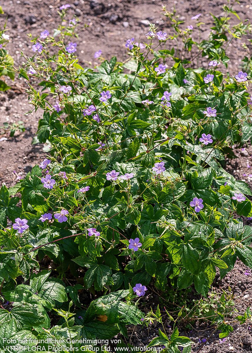 Bergwald-Storchschnabel (Geranium nodosum)