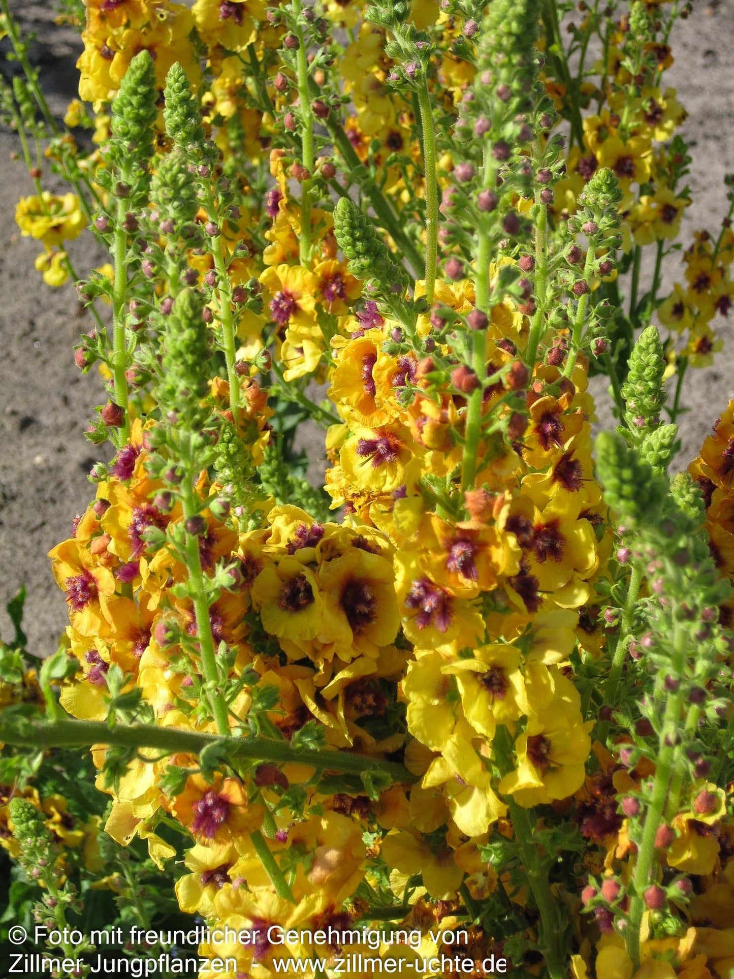 Bernsteinfarbige Königskerze 'Cotswold Queen' (Verbascum x cult.)