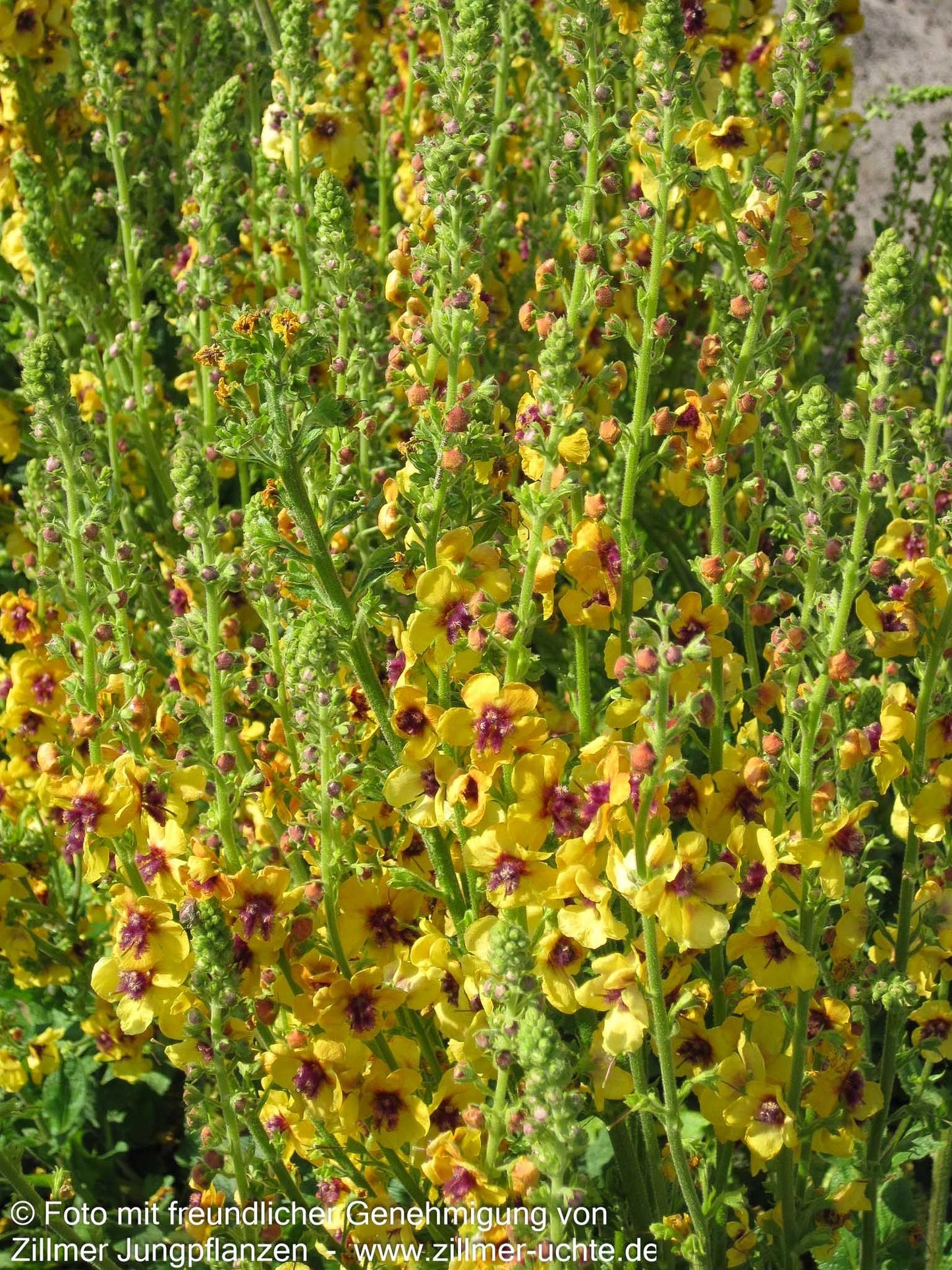 Bernsteinfarbige Königskerze 'Cotswold Queen' (Verbascum x cult.)