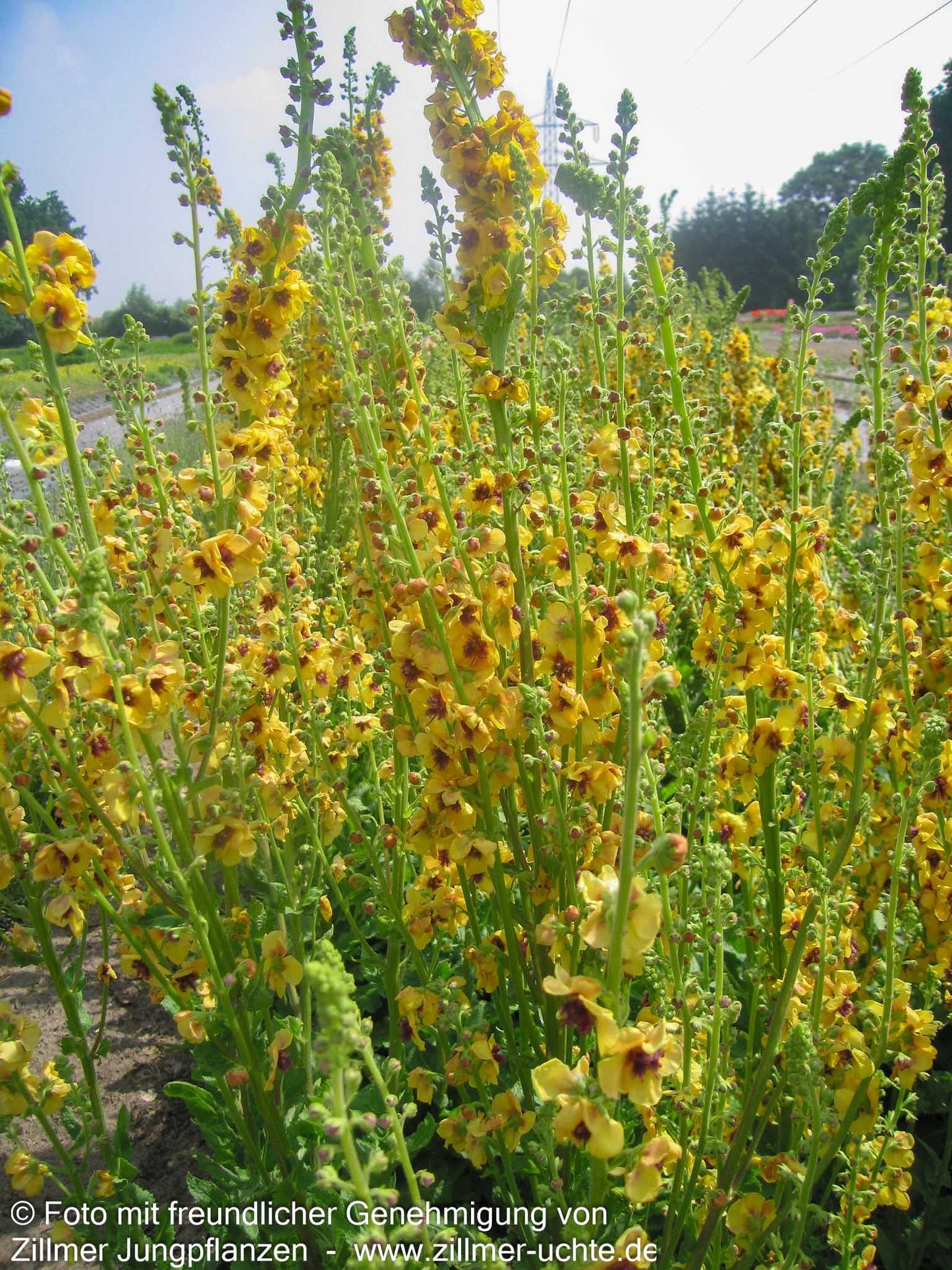 Bernsteinfarbige Königskerze 'Cotswold Queen' (Verbascum x cult.)