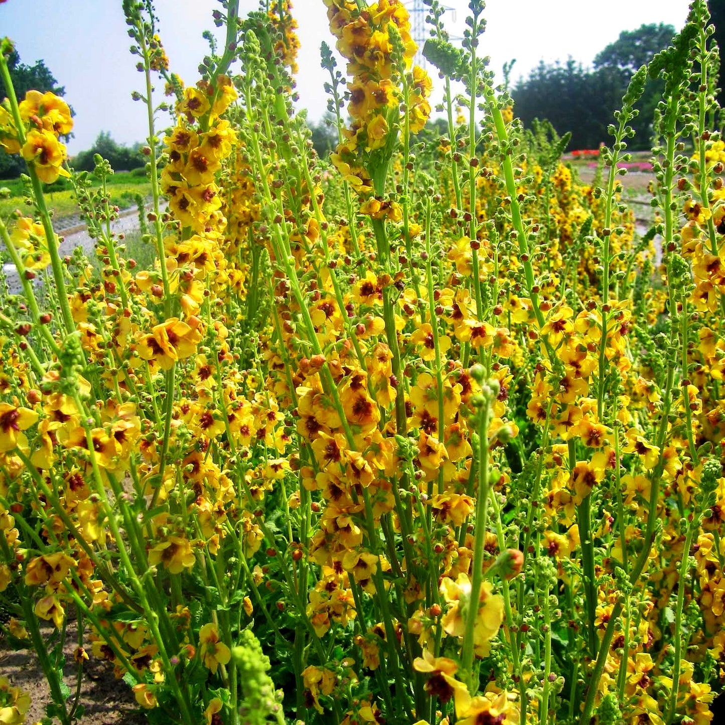 Bernsteinfarbige Königskerze 'Cotswold Queen' (Verbascum x cult.)