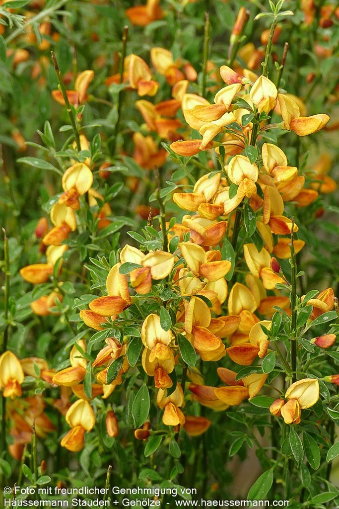 Besen-Ginster 'Apricot Gem' (Cytisus scoparius)