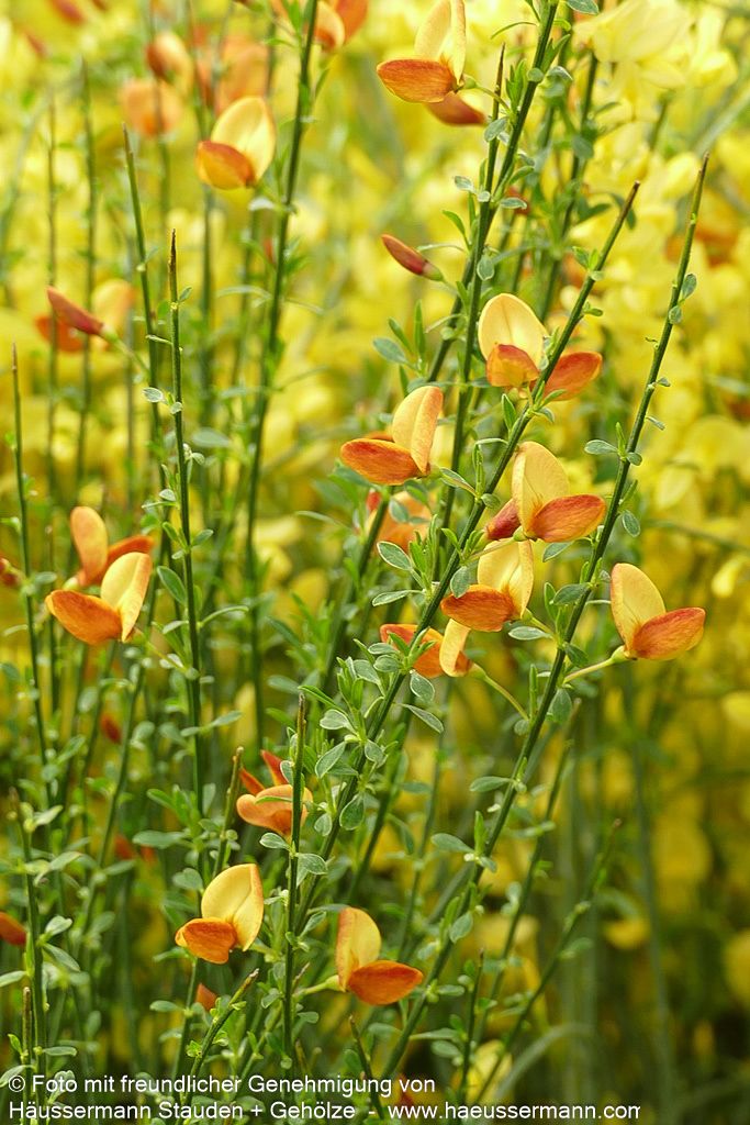 Besen-Ginster 'Apricot Gem' (Cytisus scoparius)