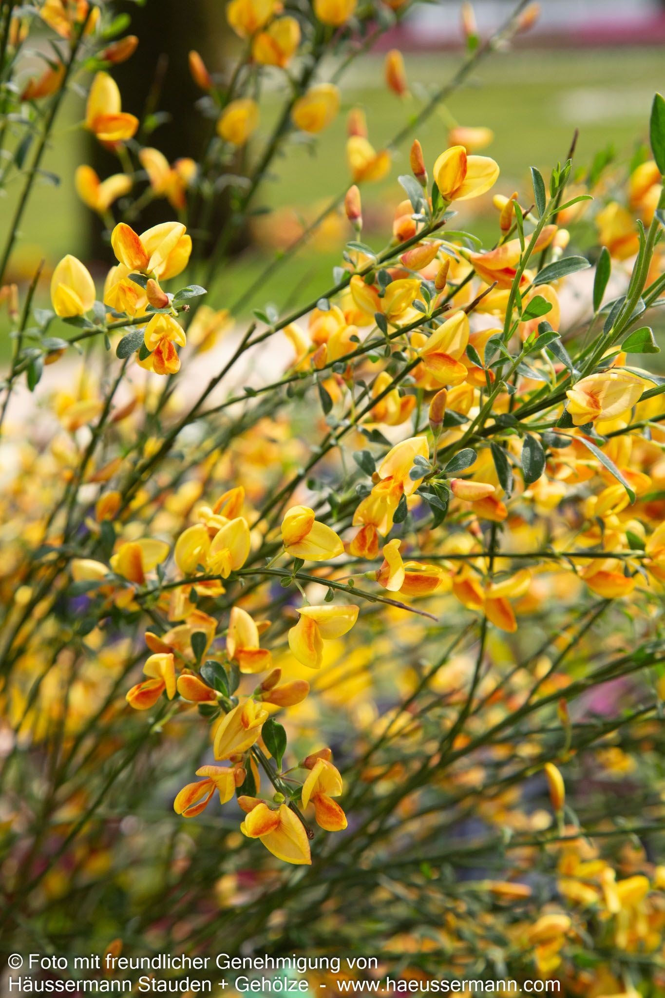Besen-Ginster 'Apricot Gem' (Cytisus scoparius)