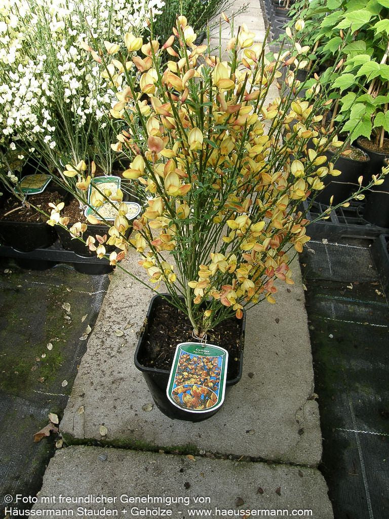 Besen-Ginster 'Apricot Gem' (Cytisus scoparius)