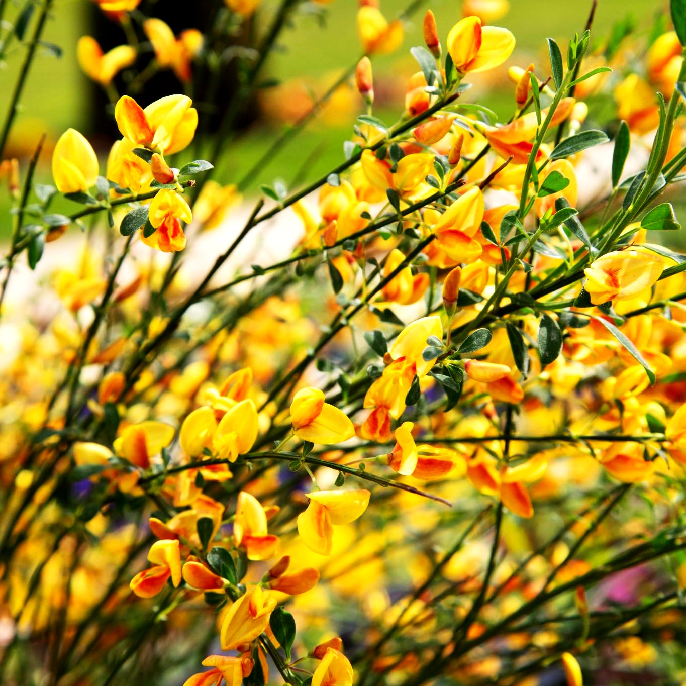 Besen-Ginster 'Apricot Gem' (Cytisus scoparius)