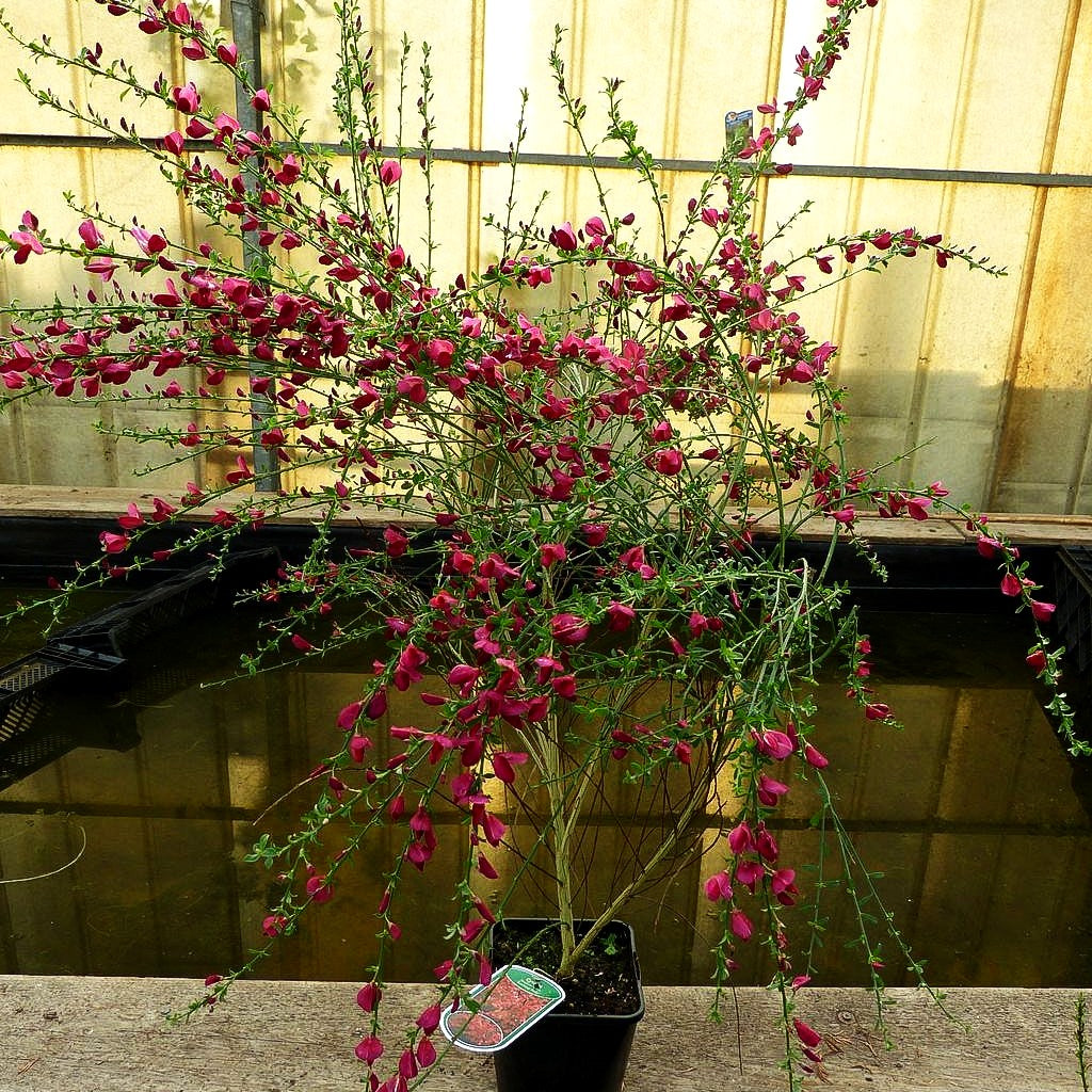 Besen-Ginster 'Boskoop Ruby' (Cytisus scoparius)