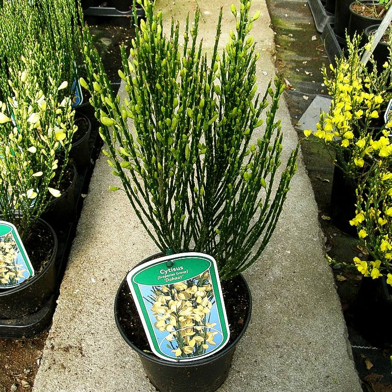 Besen-Ginster 'Dukaat' (Cytisus scoparius)