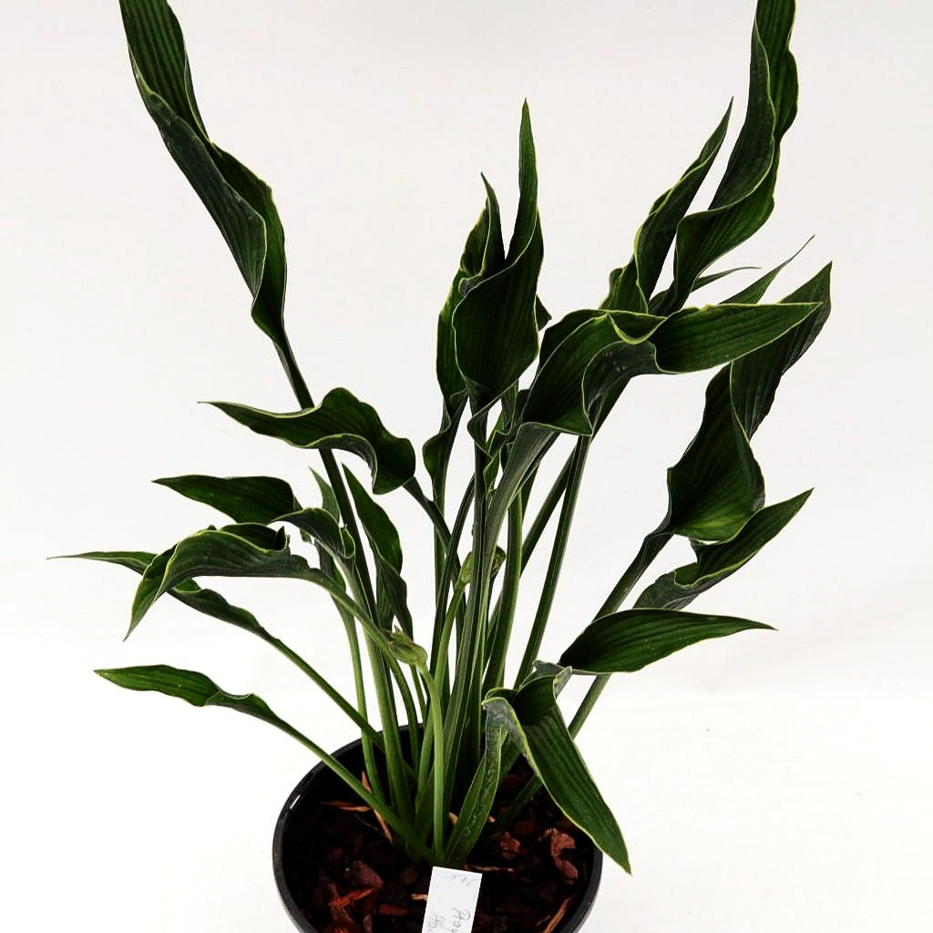 Betende Hände-Funkie 'Praying Hands' (Hosta x cult.)