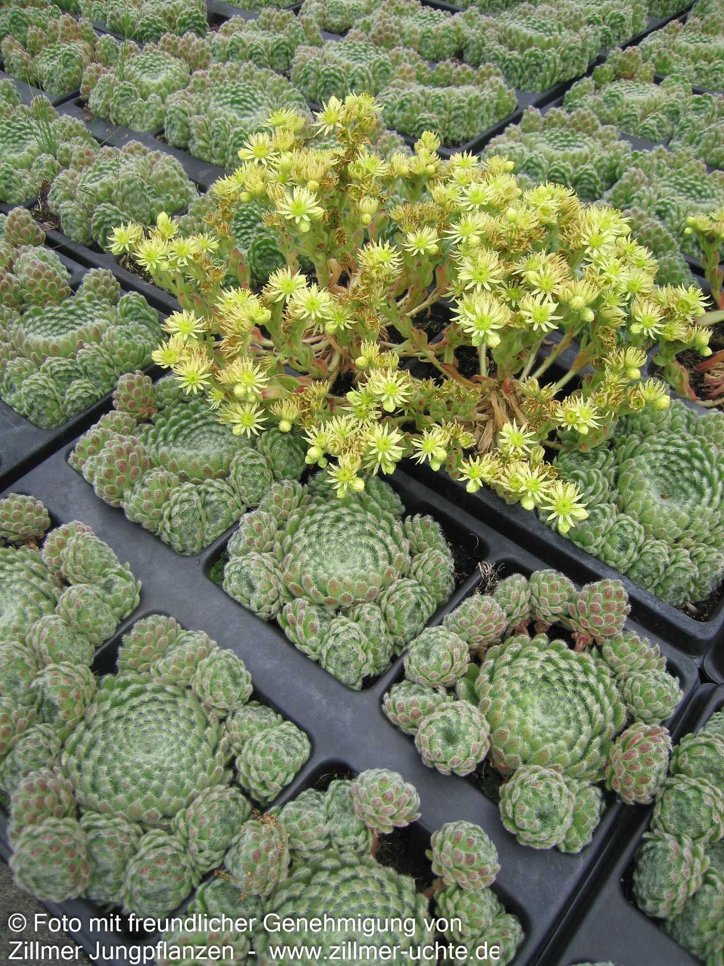 Bewimperte Kugel-Steinrose 'Borisii' (Sempervivum ciliosum)