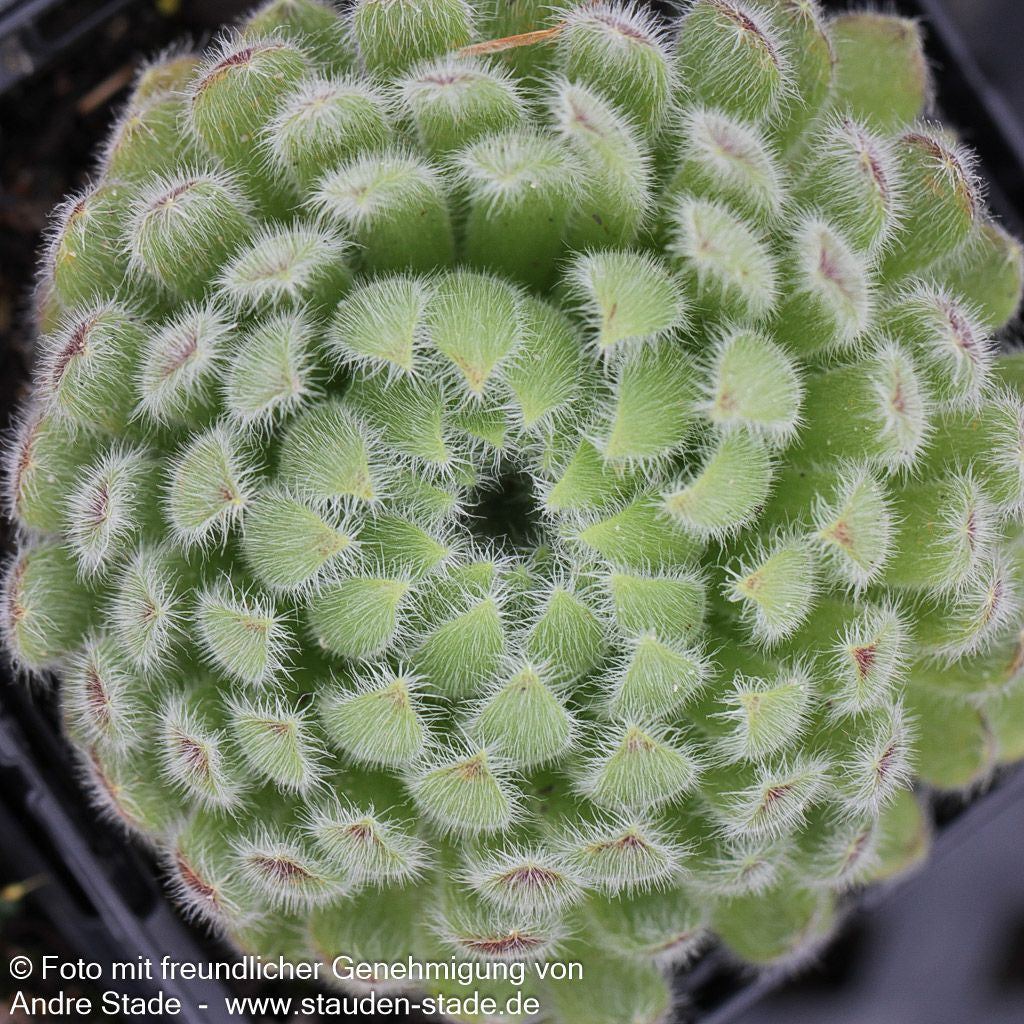 Bewimperte Kugel-Steinrose 'Borisii' (Sempervivum ciliosum)