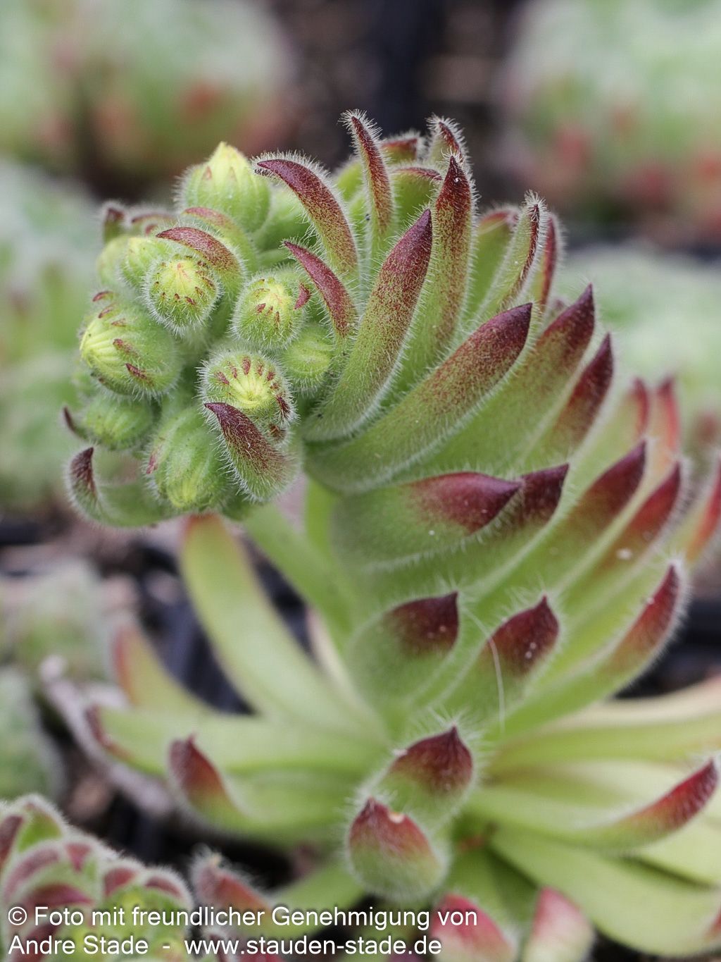 Bewimperte Kugel-Steinrose 'Borisii' (Sempervivum ciliosum)