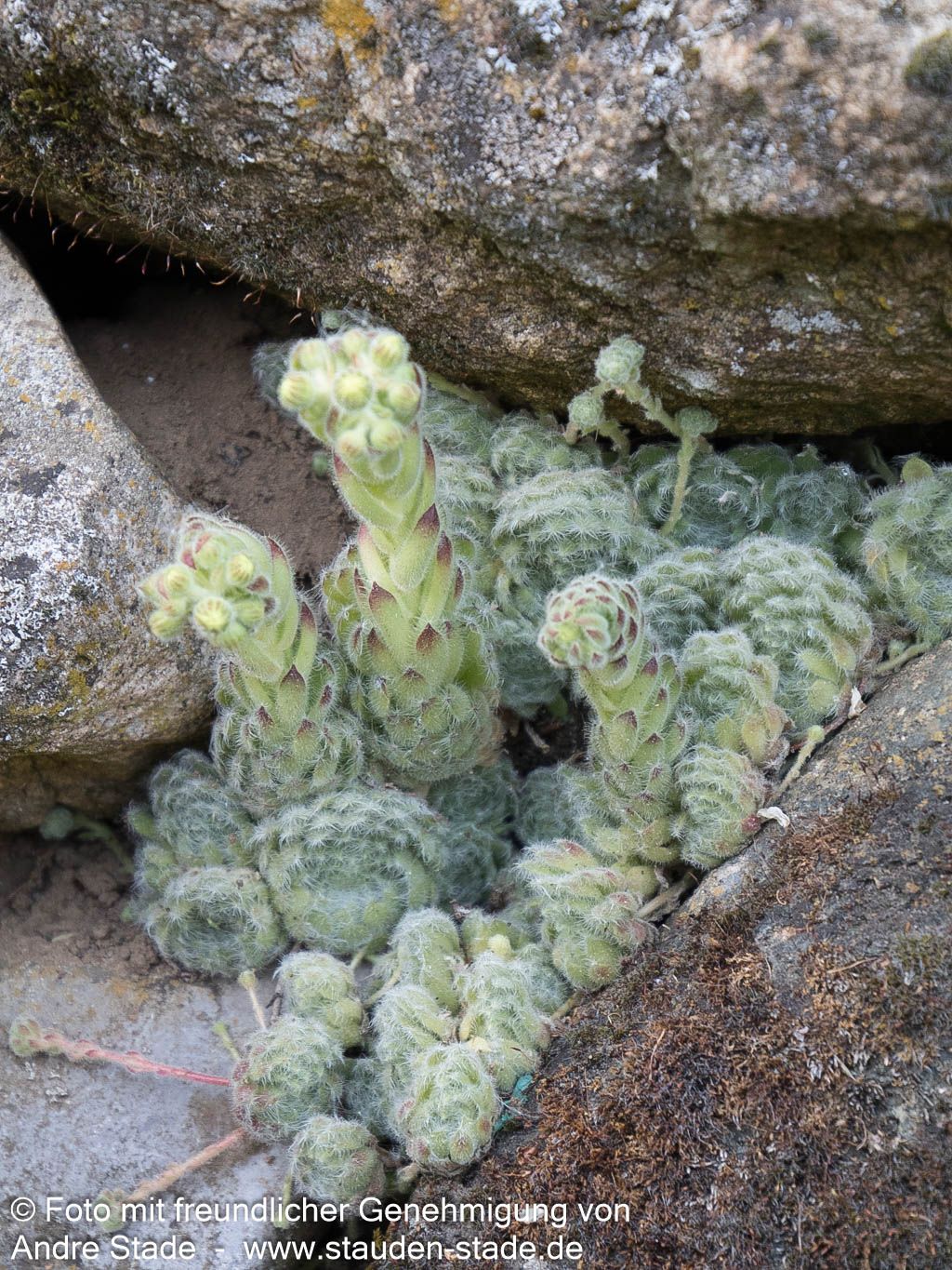 Bewimperte Kugel-Steinrose 'Borisii' (Sempervivum ciliosum)