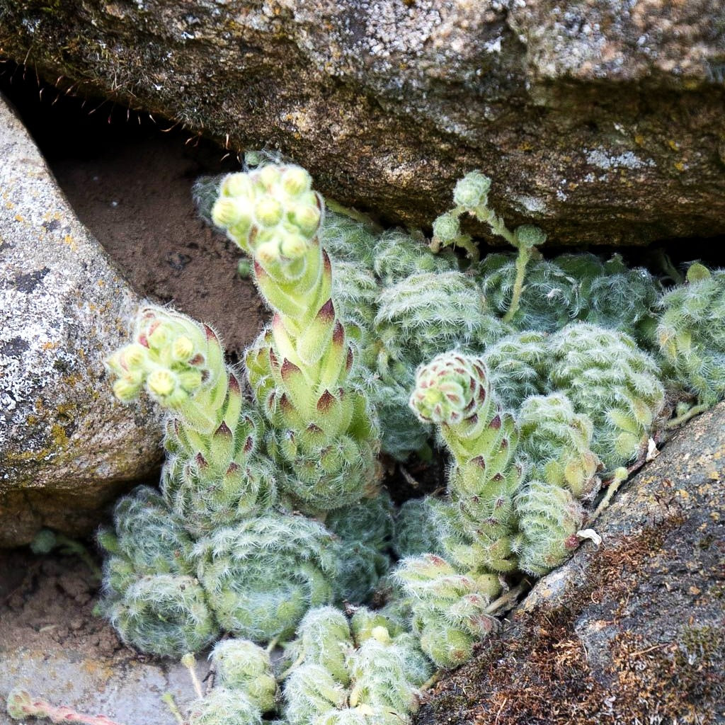 Bewimperte Kugel-Steinrose 'Borisii' (Sempervivum ciliosum)