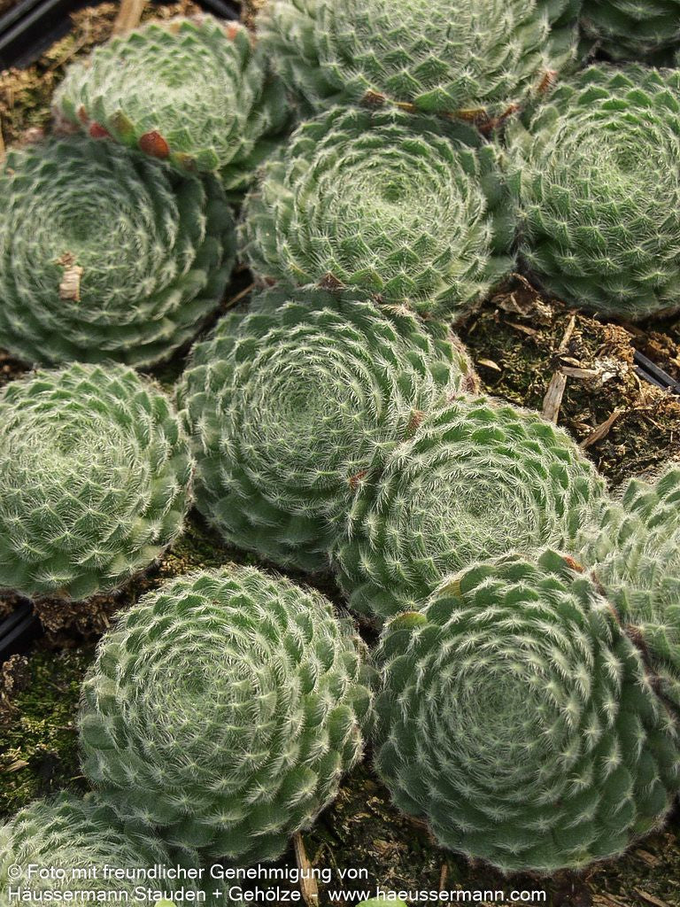 Bewimperte Kugel-Steinrose 'Borisii' (Sempervivum ciliosum)