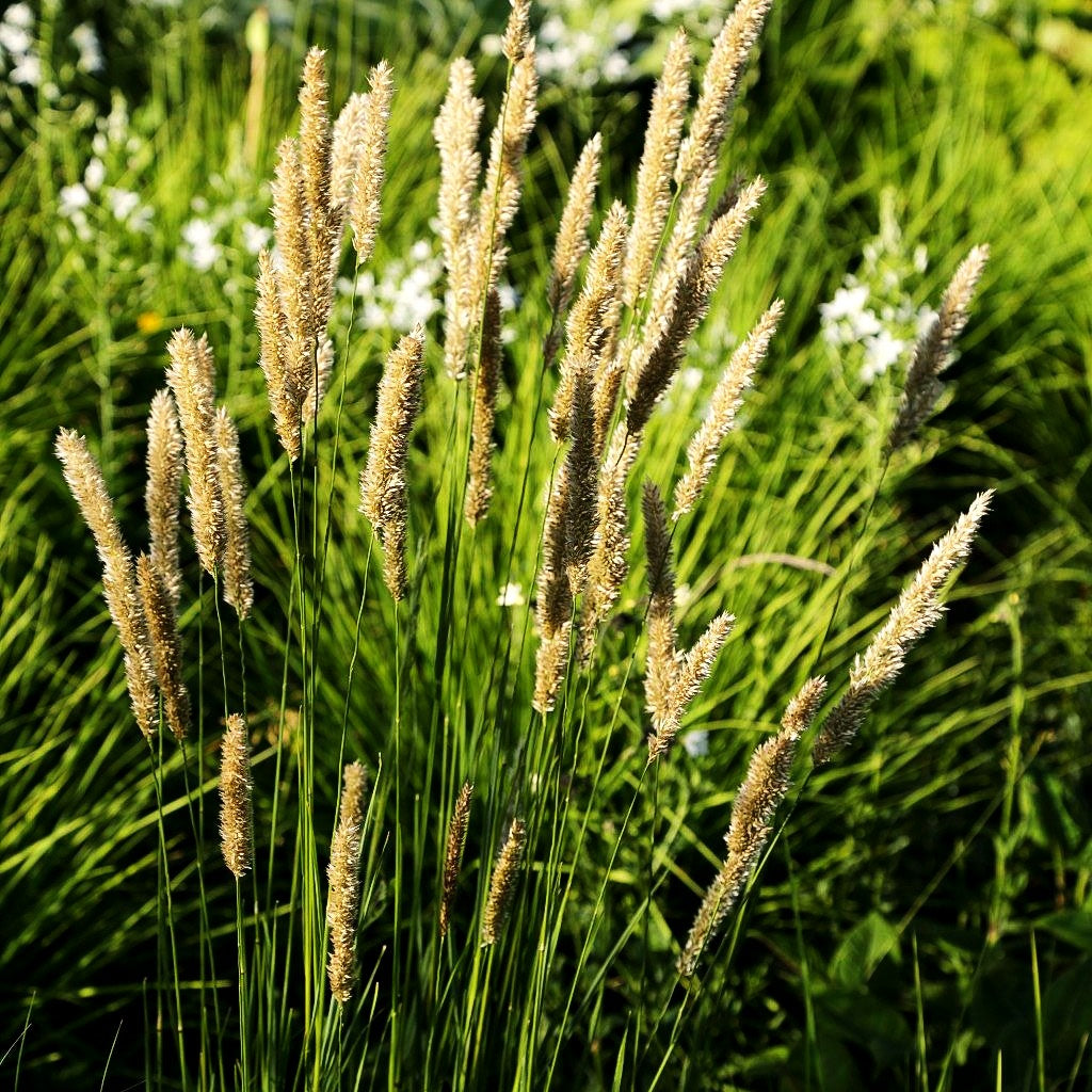 Bewimpertes Perlgras (Melica ciliata)