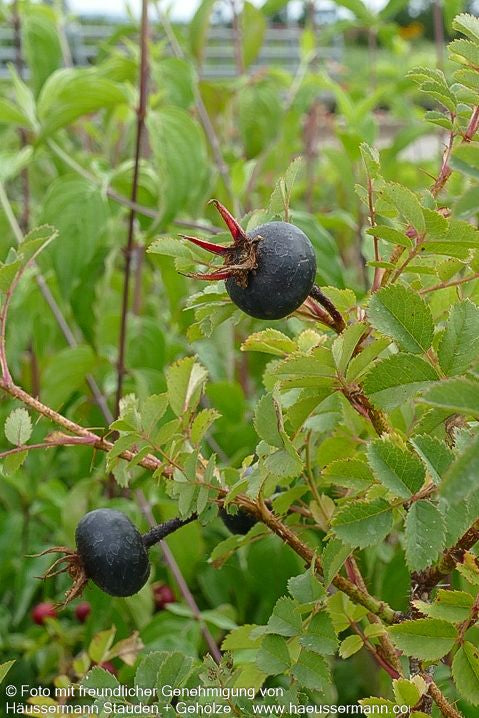 Bibernell-Rose (Rosa pimpinellifolia)