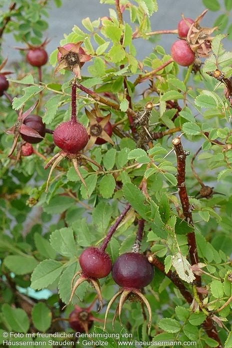 Bibernell-Rose (Rosa pimpinellifolia)