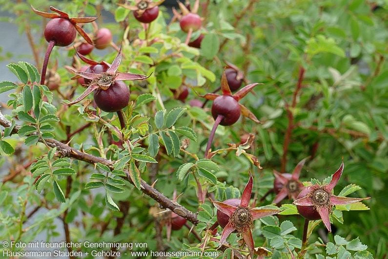 Bibernell-Rose (Rosa pimpinellifolia)