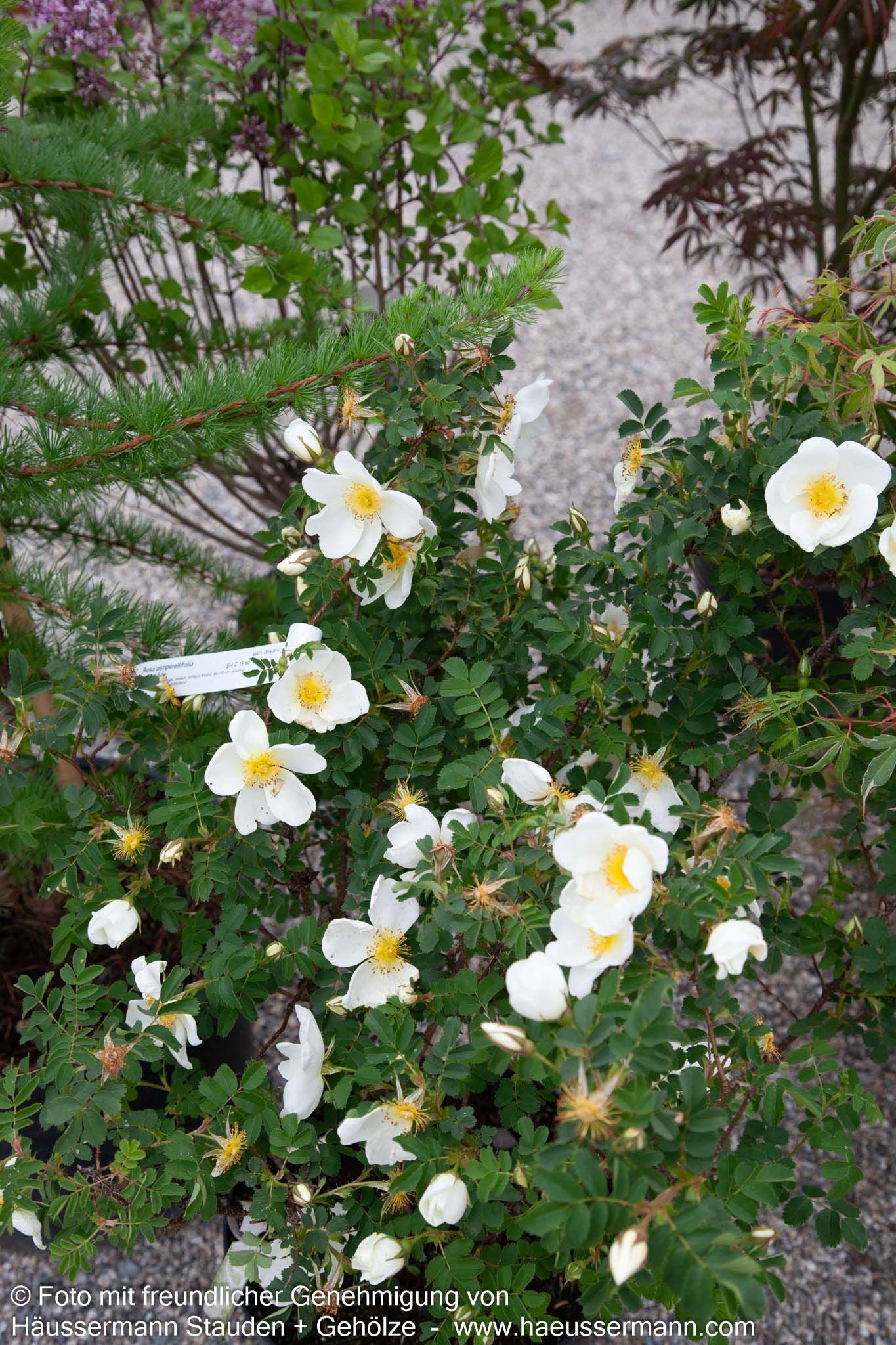 Bibernell-Rose (Rosa pimpinellifolia)