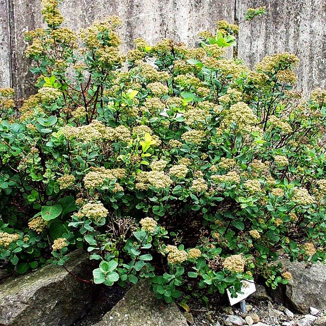Birkenblättrige Zwerg-Spiere (Spiraea betulifolia)